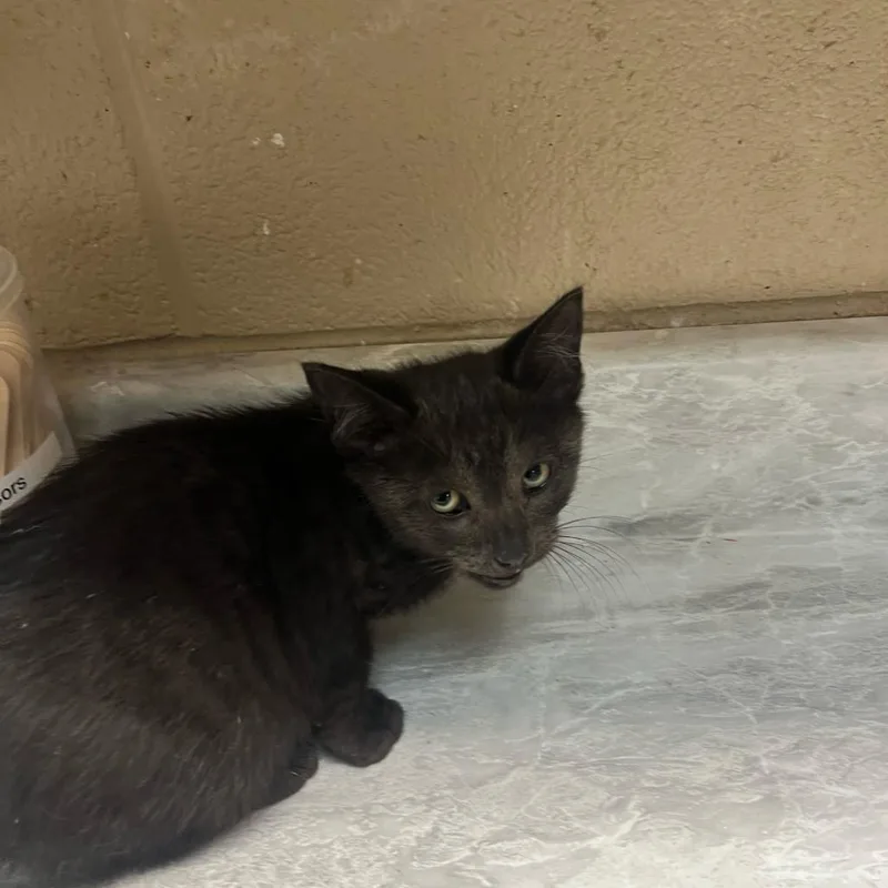 A baby small-sized female Black Domestic Short Hair cat named Quip for adoption in Lewisburg, WV