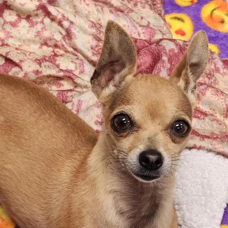 An adult small-sized female Yellow / Tan / Blond / Fawn Chihuahua dog named Kiwi for adoption in Long Beach, CA