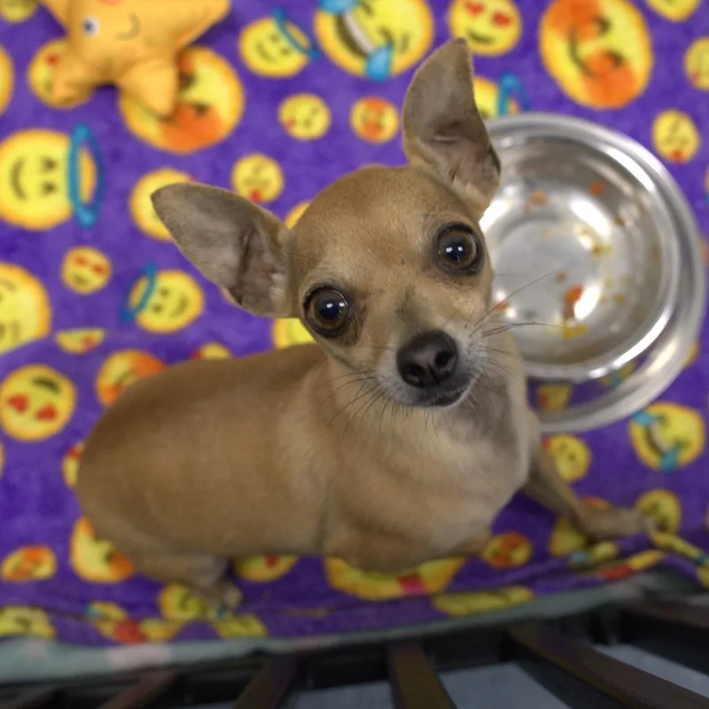 Kiwi thumbnail 2