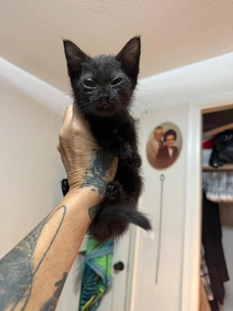 A baby large-sized female Domestic Short Hair cat named Jetta for adoption in warrenville, SC