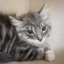A baby small-sized male Domestic Short Hair cat named Jesse for adoption in Burlington, WA