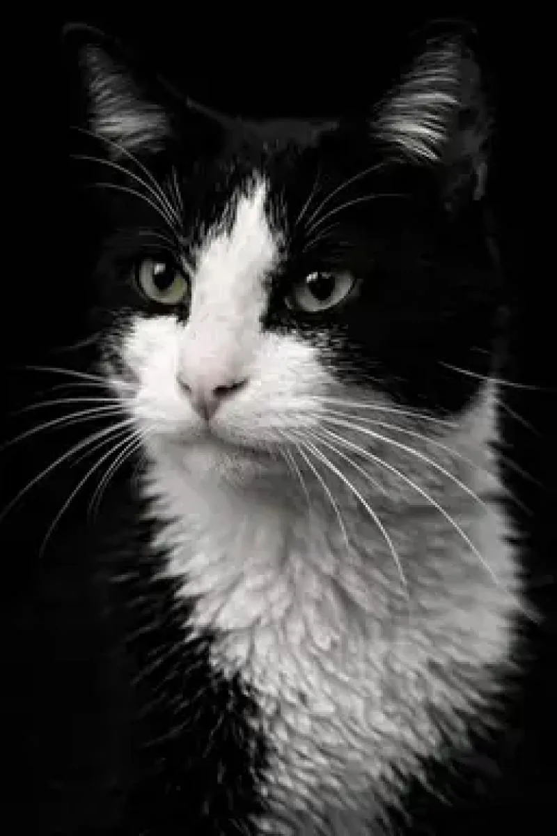 Snoop Dog thumbnail 3