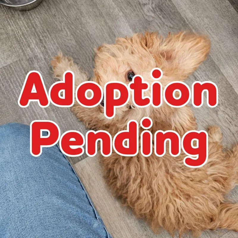 A young small-sized female Yellow / Tan / Blond / Fawn Poodle dog named Princess Peach for adoption in Little Rock, AR