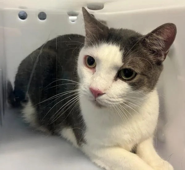 An adult medium-sized male Domestic Short Hair cat named Bean for adoption in Staten Island, NY