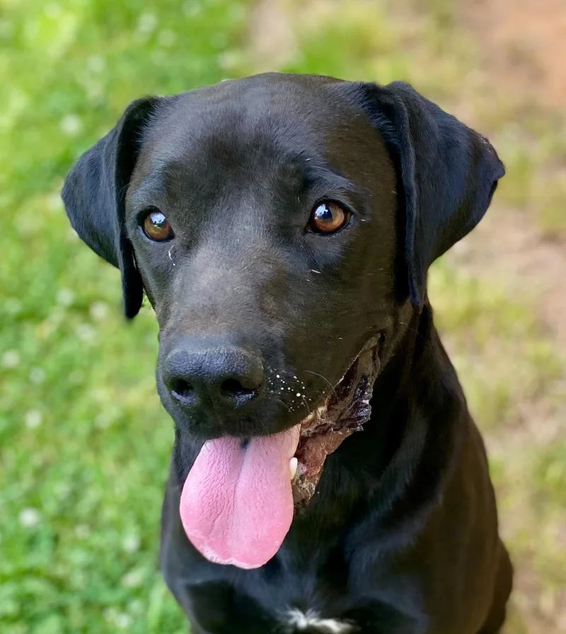 A young medium-sized male Black Black Labrador Retriever dog named Daddio for adoption in Andover, MA