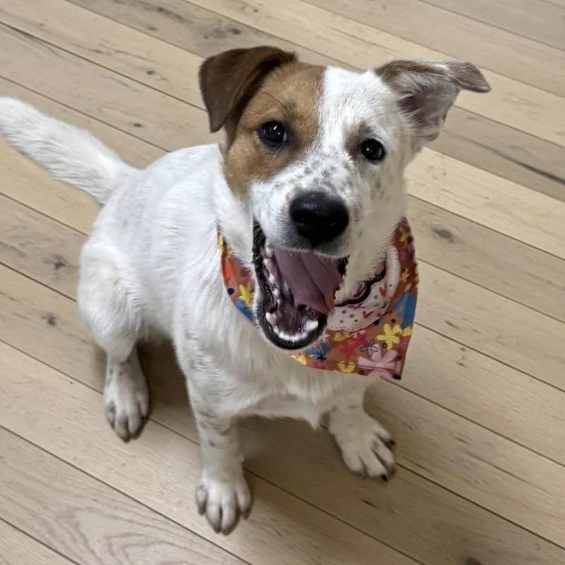 A young medium-sized female Brown / Chocolate Australian Cattle Dog / Blue Heeler dog named Brownie for adoption in Pilot Point, TX