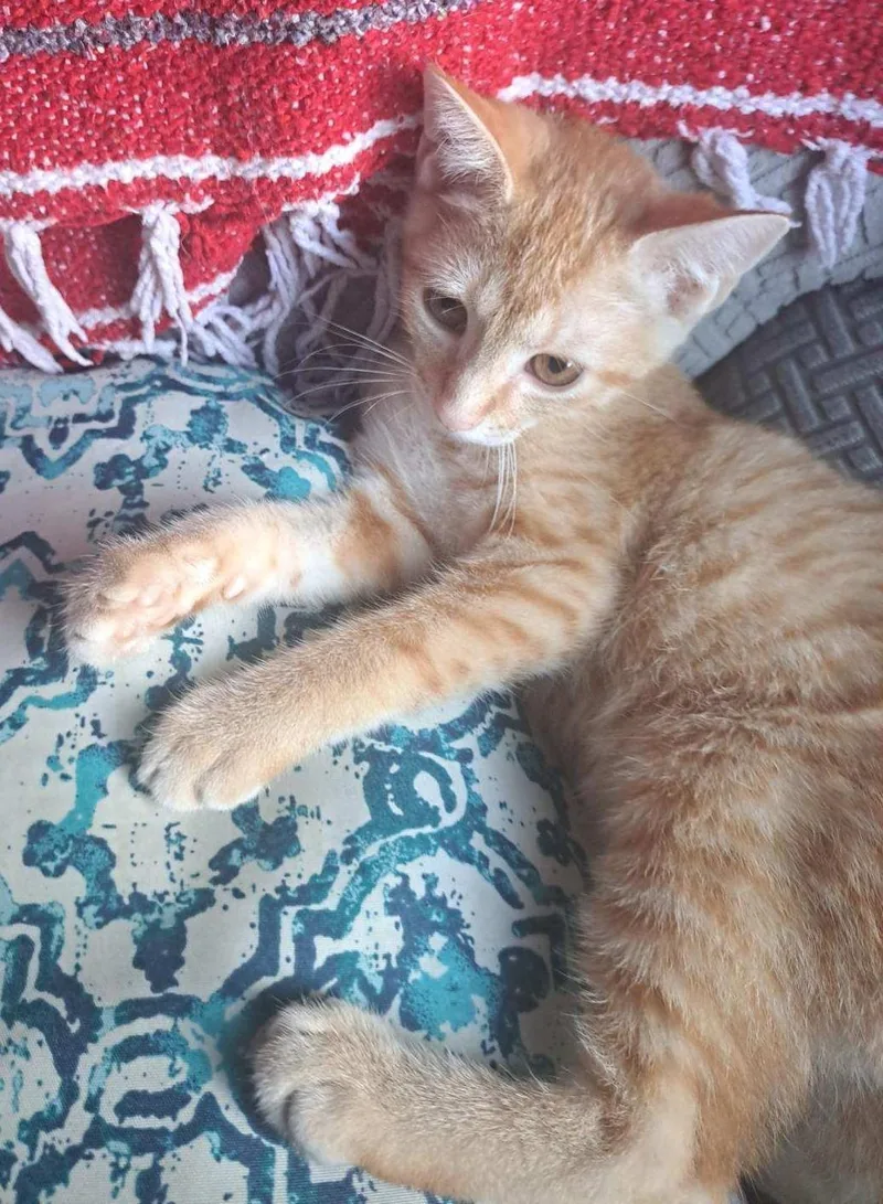 A young small-sized male Orange & White American Shorthair cat named Apollo for adoption in Erwin, TN