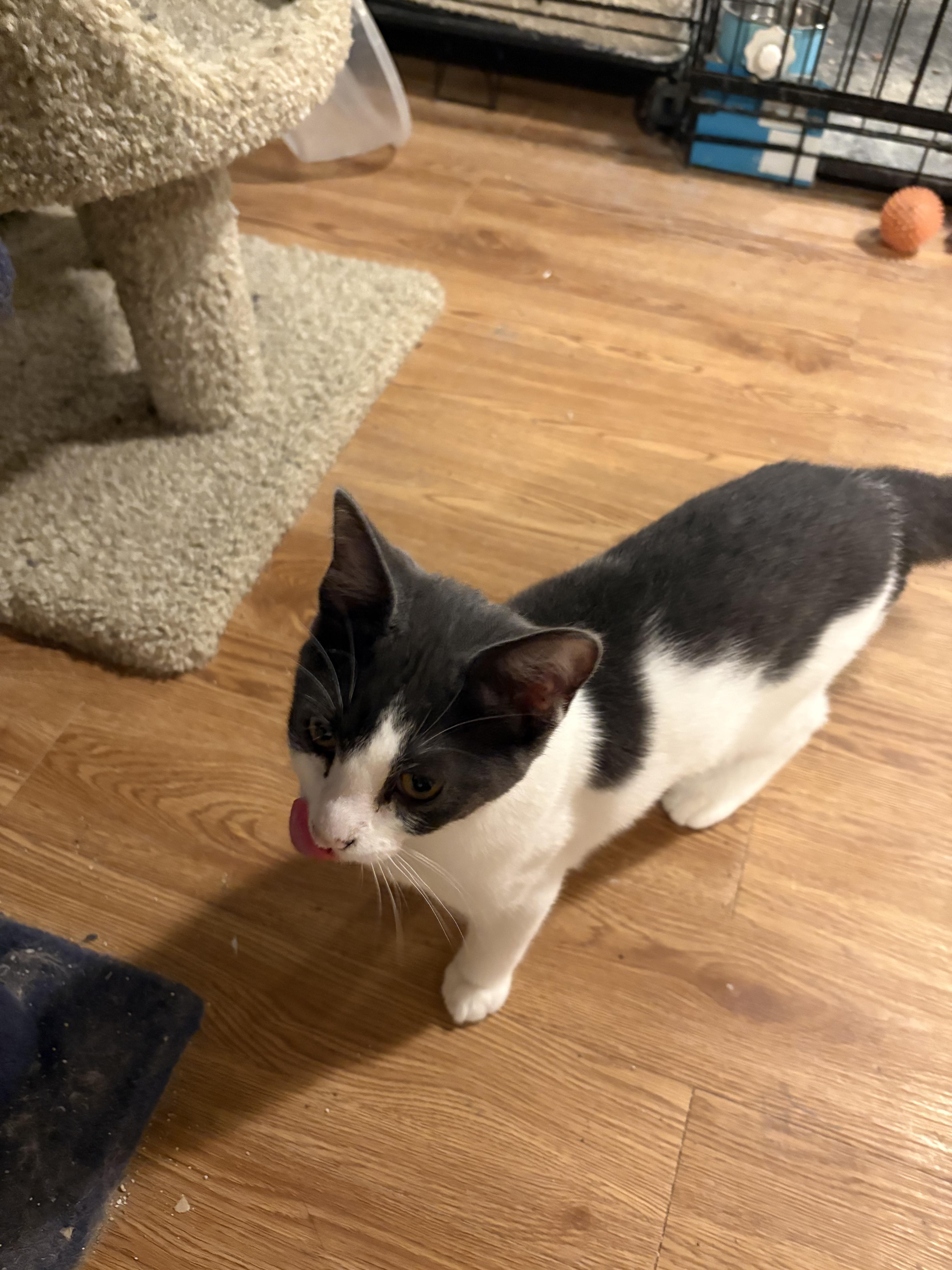 An adult medium-sized female Domestic Short Hair cat named Jelly Bean for adoption in Rochester, NY