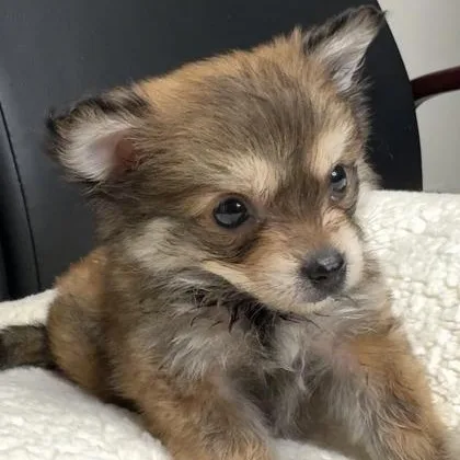 Peter Pan thumbnail 2