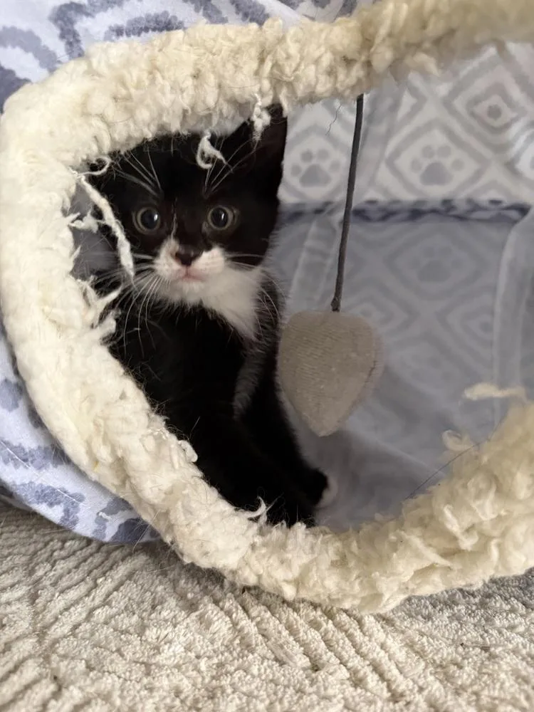 A baby small-sized female Domestic Short Hair cat named Poppy for adoption in Ferndale, MI