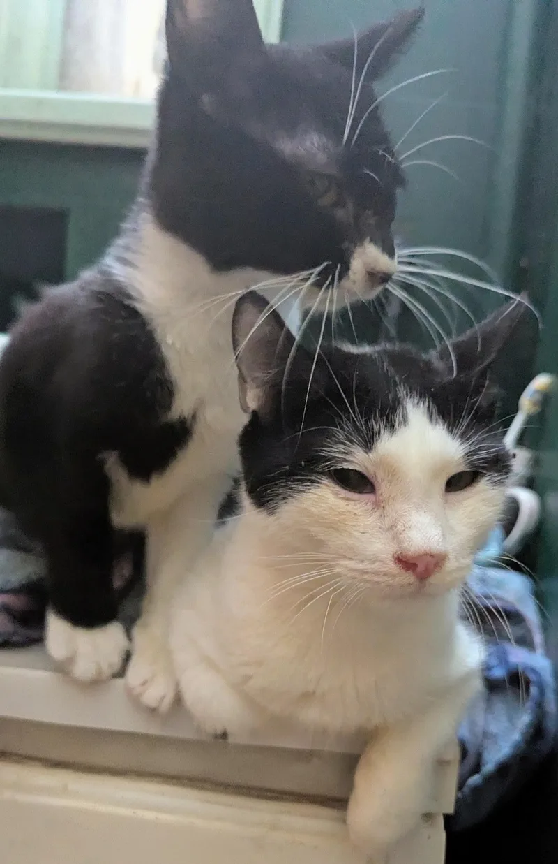 Kreme — Bonded Pair