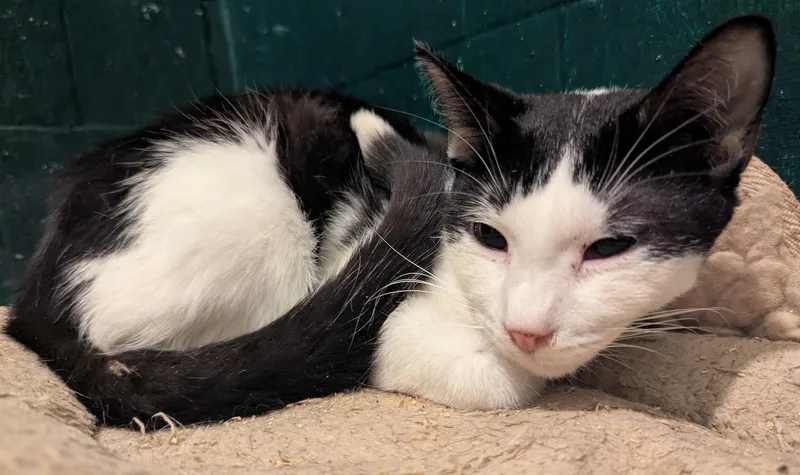 Kreme — Bonded Pair thumbnail 2