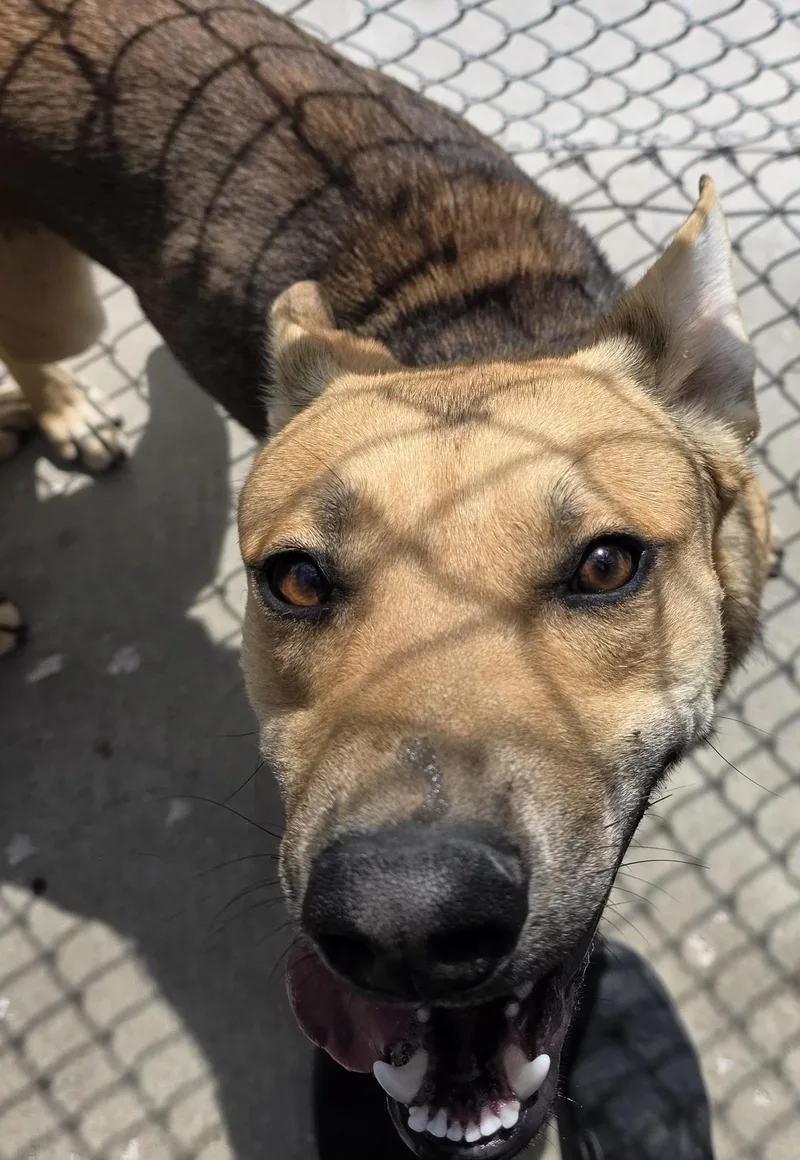A young medium-sized male Golden German Shepherd Dog dog named Biscoff for adoption in Edgewood, NM
