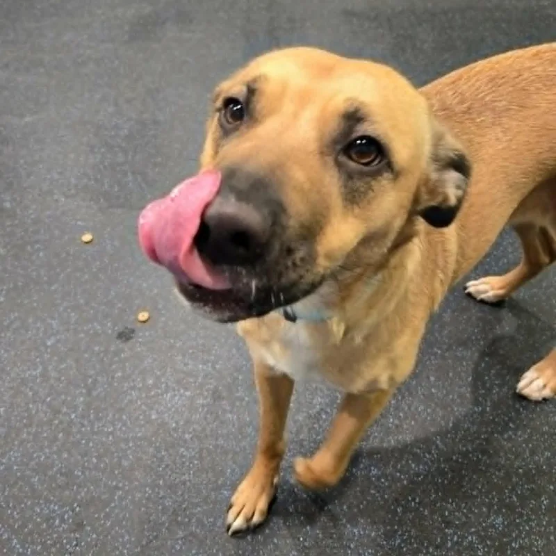 A young medium-sized female Golden Black Mouth Cur dog named Raven for adoption in Watertown, WI