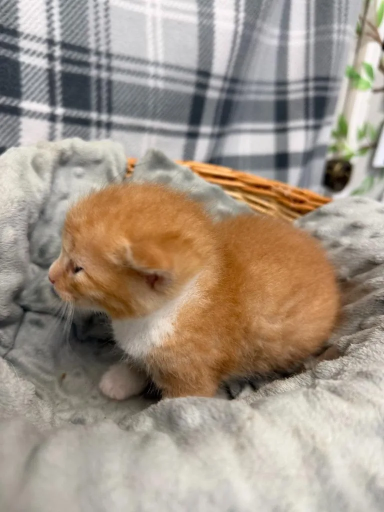 A baby small-sized male Domestic Short Hair cat named Butterscotch for adoption in Algona, IA