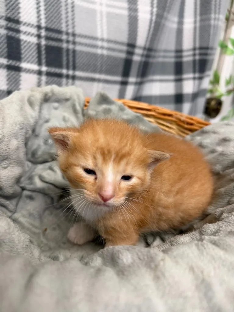 Butterscotch thumbnail 4