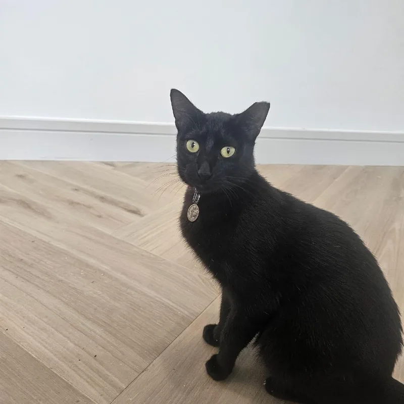 An adult medium-sized female Black Domestic Short Hair cat named Delta for adoption in Boston, MA