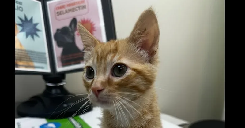 Freightliner thumbnail 4