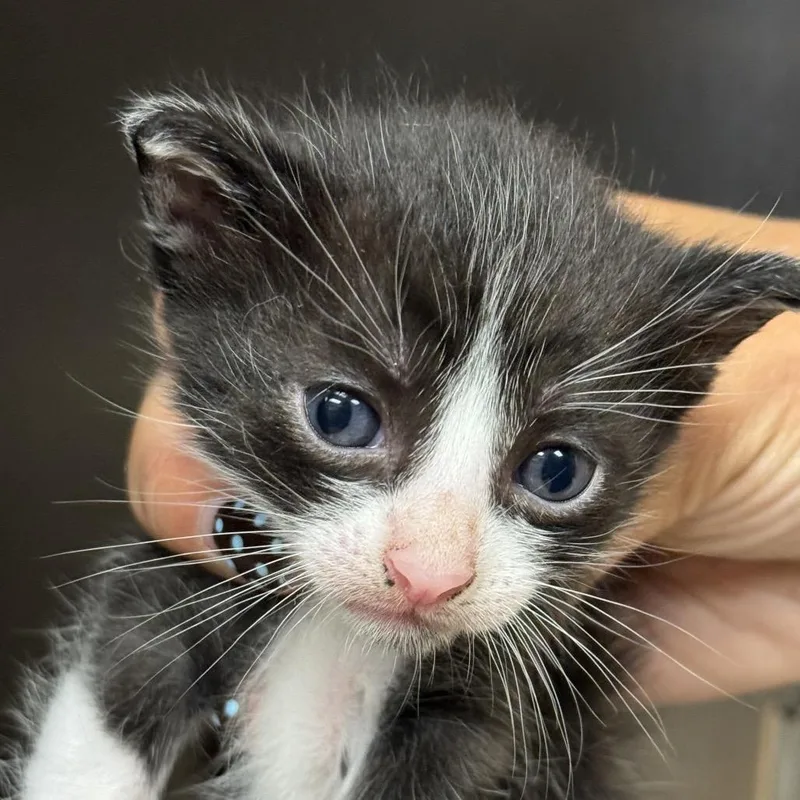 A baby small-sized male White Domestic Short Hair cat named Nitro for adoption in Santa Barbara, CA