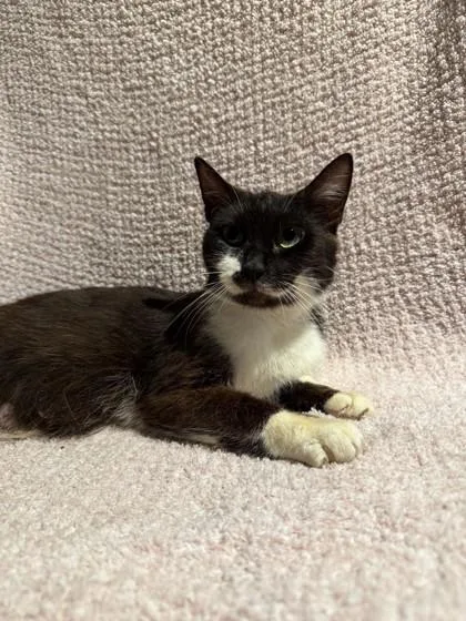 An adult medium-sized female Domestic Short Hair cat named Philadelphia for adoption in Berwick, PA
