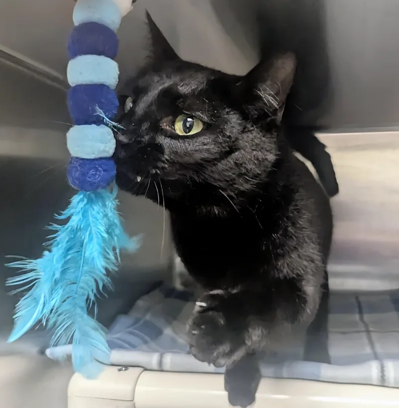 A young large-sized male Black Domestic Short Hair cat named Bj for adoption in Springfield, IL