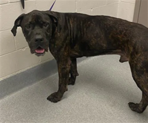 An adult extra large-sized male Cane Corso dog named Bowie for adoption in Indianapolis, IN