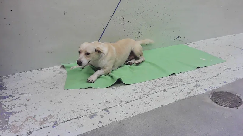 An adult medium-sized female Dachshund dog named Bubbles for adoption in Houston, TX