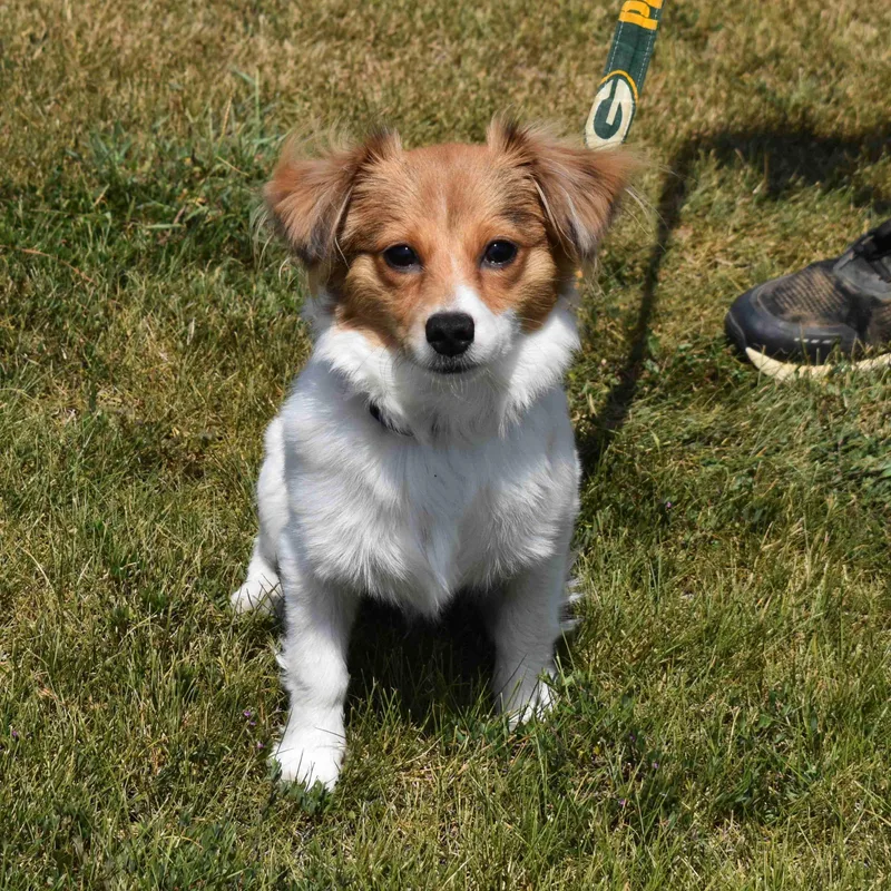 A baby small-sized female White / Cream Mixed Breed dog named Sugar for adoption in Searcy, AR