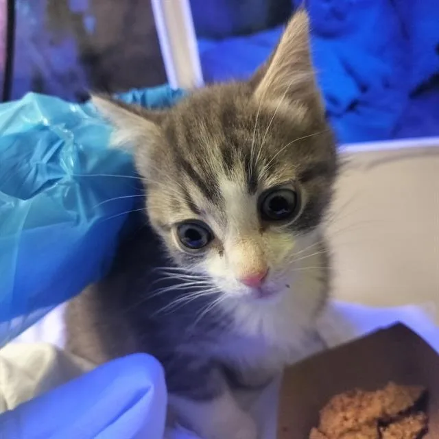 A baby small-sized male Domestic Short Hair cat named Rainier for adoption in Pueblo, CO