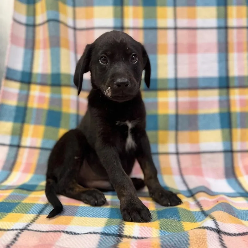 A baby small-sized female Black Hound dog named Robin for adoption in Deerfield, IL