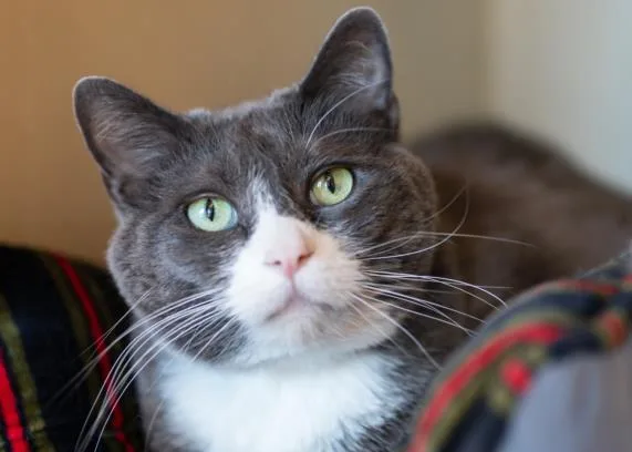 An adult large-sized male Domestic Short Hair cat named Andrew for adoption in Colorado Springs, CO