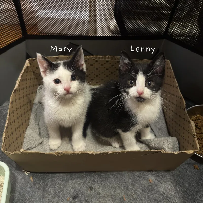 A baby small-sized male Black Domestic Short Hair cat named Marv for adoption in Middle Village, NY