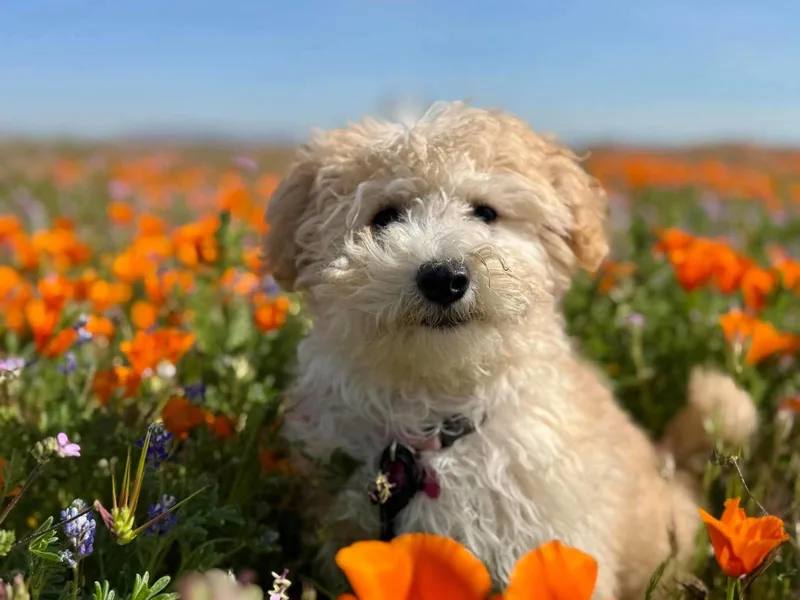 A baby small-sized female Maltese dog named Poppy Sue for adoption in Orange, CA
