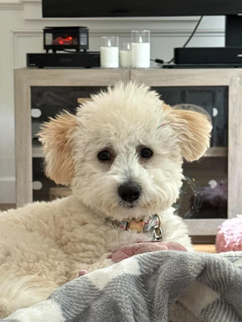 Poppy Sue thumbnail 2