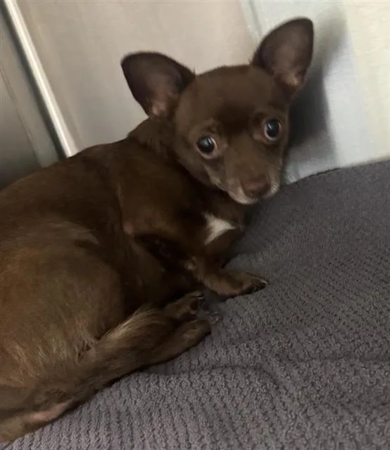 An adult small-sized female Chihuahua dog named Mocha Mouse for adoption in San Antonio, TX