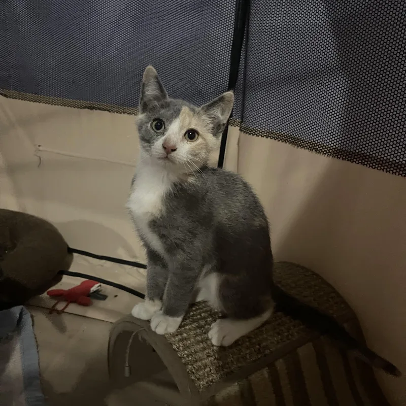 A baby medium-sized female Dilute Calico Domestic Short Hair cat named Ciara Guyer for adoption in Philadelphia, PA