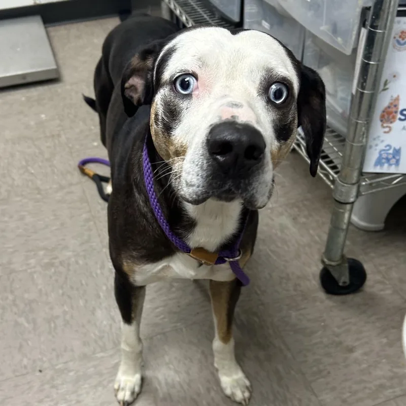 An adult medium-sized male Black Catahoula Leopard Dog dog named Cooper for adoption in Birmingham, AL