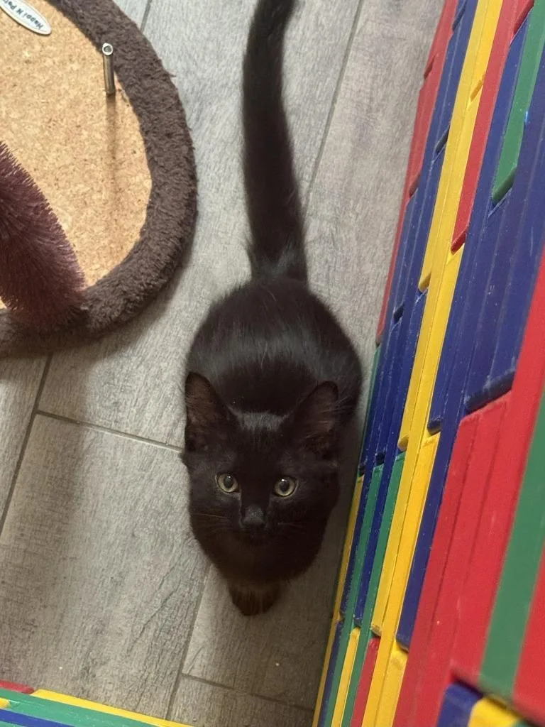 A baby large-sized male Domestic Long Hair cat named Poppy for adoption in HUNTINGTON BEACH, CA