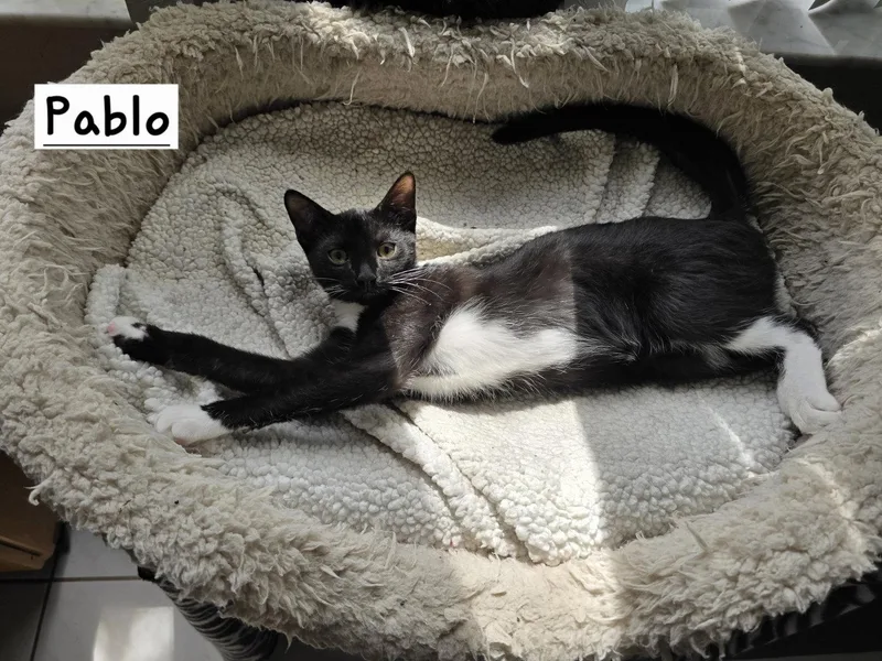 A young medium-sized male Domestic Short Hair cat named Pablo for adoption in Boynton Beach, FL