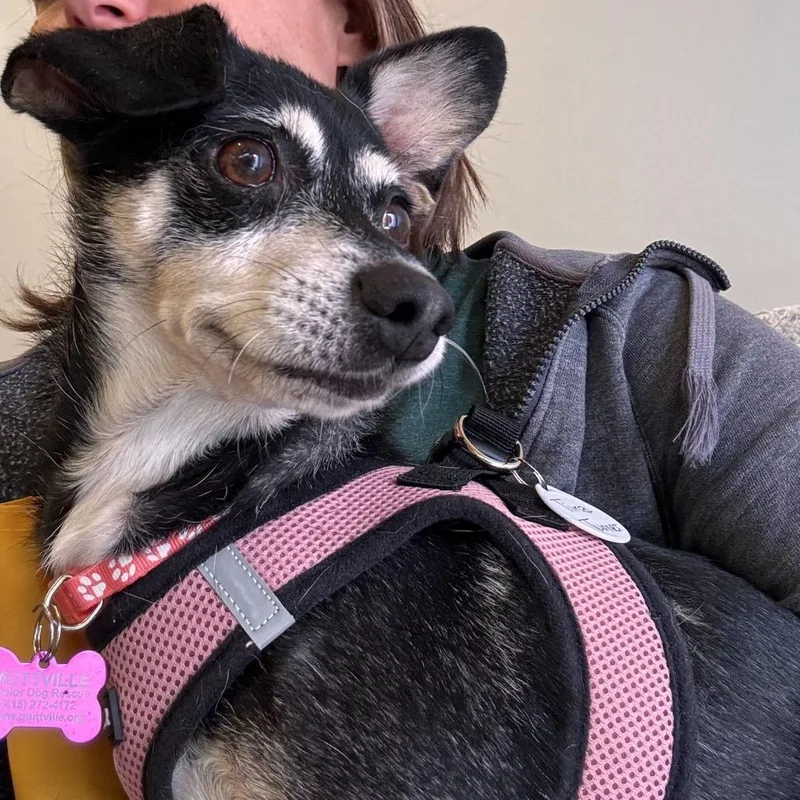 A senior small-sized female Black Chihuahua dog named Tina Turner for adoption in San Francisco, CA