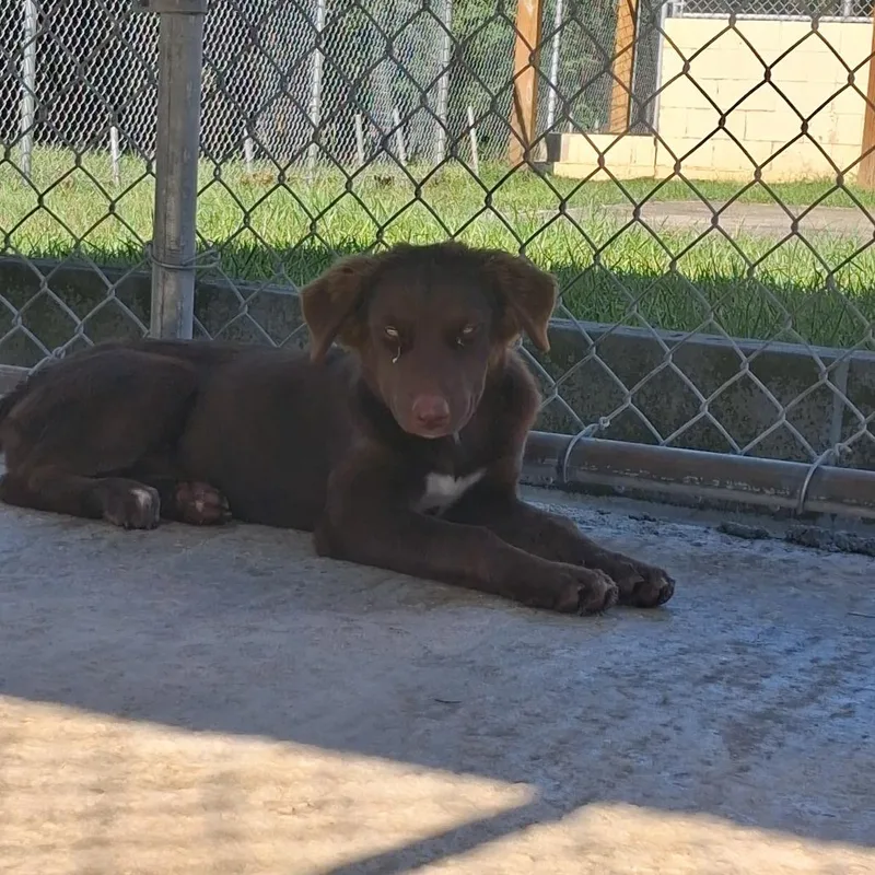 A baby medium-sized female Mixed Breed dog named Coco for adoption in Lyons, GA