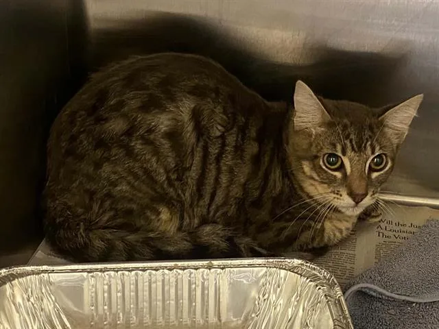 A young medium-sized male Domestic Long Hair cat named Snake for adoption in Tustin, CA