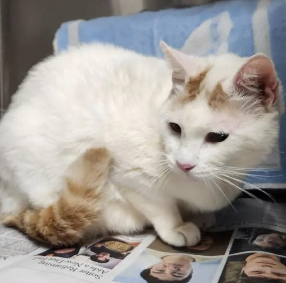 A senior large-sized male Domestic Short Hair cat named Little Boy for adoption in Los Angeles, CA