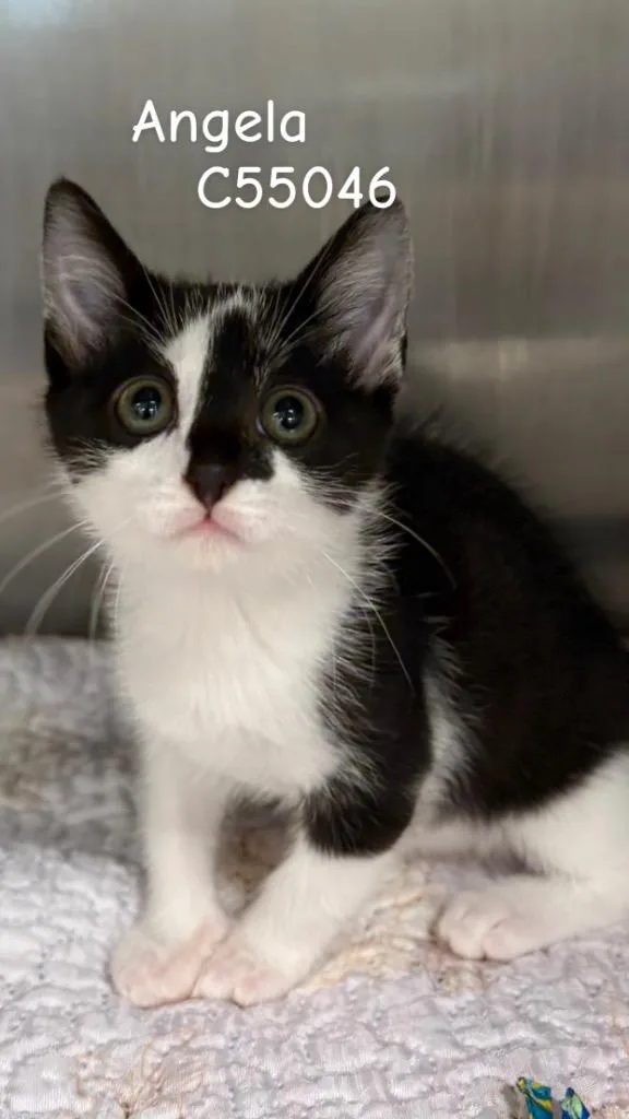 A baby medium-sized female Domestic Short Hair cat named Angela for adoption in Clarksville, TN