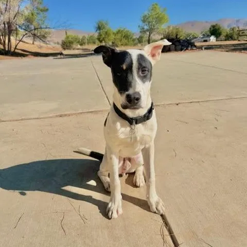 A young medium-sized male Pit Bull Terrier dog named Wilbur for adoption in Los Angeles, CA