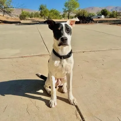 Wilbur thumbnail 3