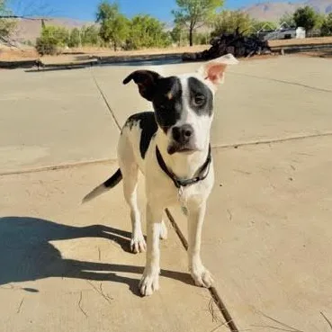Wilbur thumbnail 4