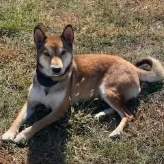 Yoshi