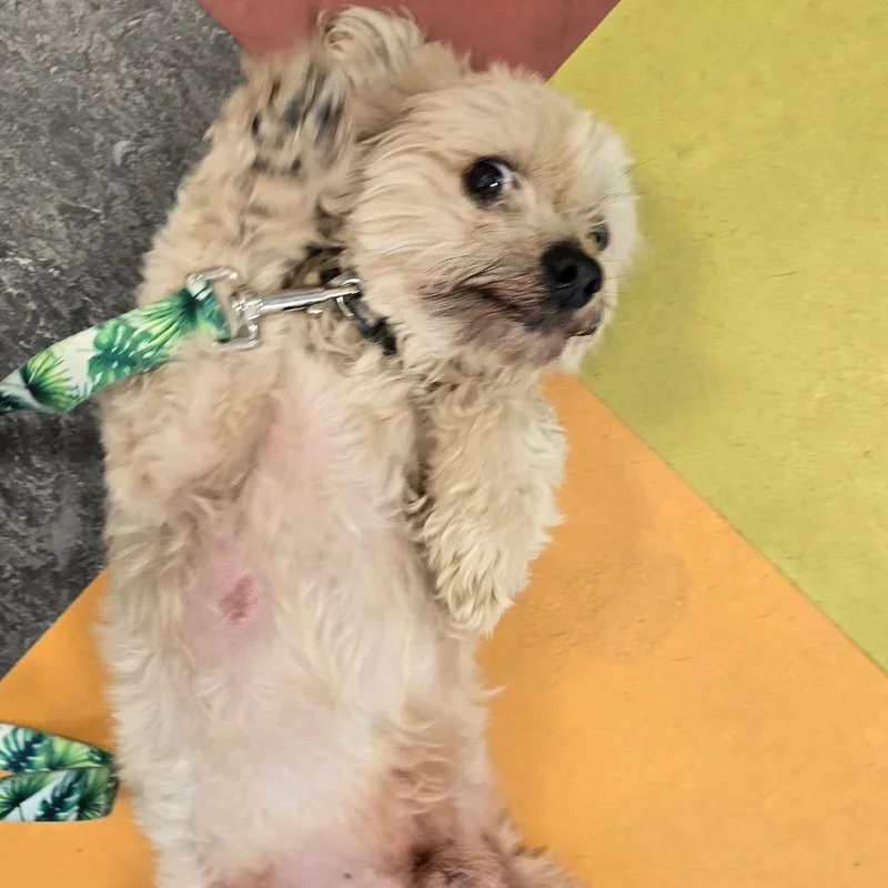 An adult small-sized male White / Cream Mixed Breed dog named Benjamin for adoption in Philadelphia, PA