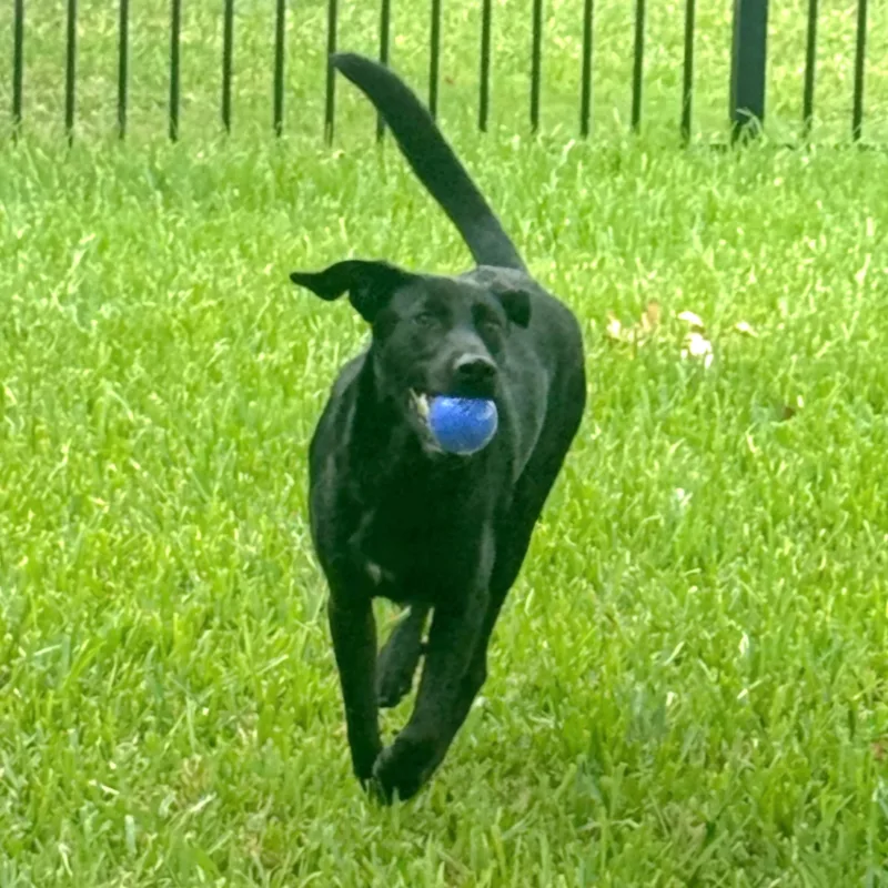 An adult large-sized male Black Black Labrador Retriever dog named Remy for adoption in CORPUS CHRISTI, TX
